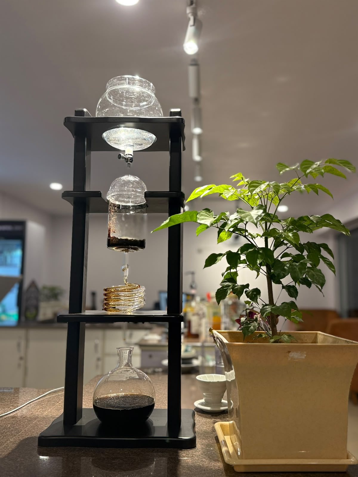 The cold drip tower at The Central Drip